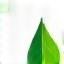Sustainability icon: Leaf with cogwheel